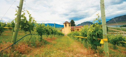 MONTECRISTO Magazine: Innovation at LaStella Winery