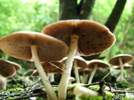 MONTECRISTO Blog: Mushroom Hunting