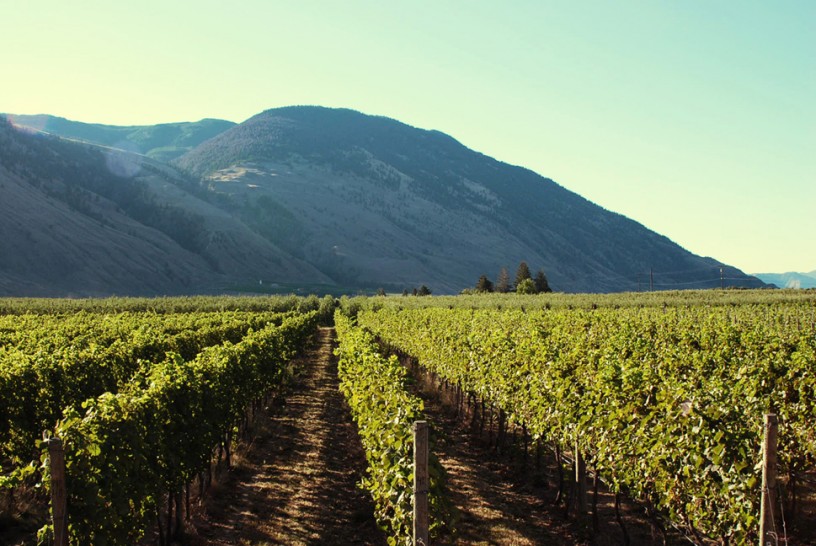 MONTECRISTO Magazine Spring 2015: Local Wine Orofino Winery