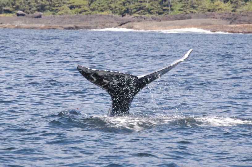 MONTECRISTO Blogs: Whale Watching