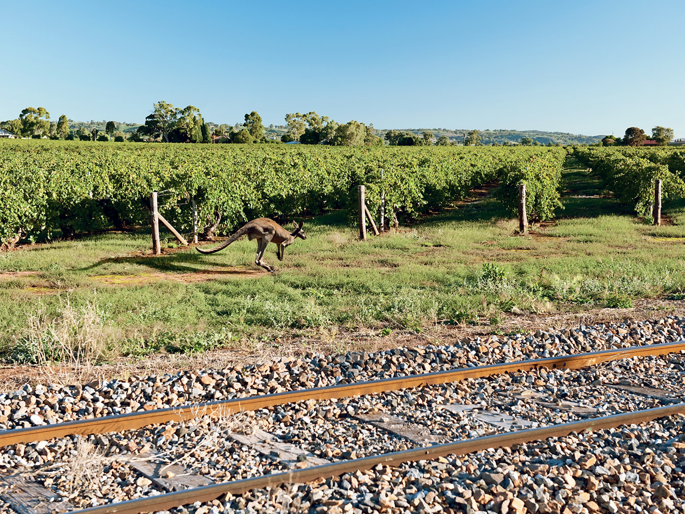 Barossa Valley Australia