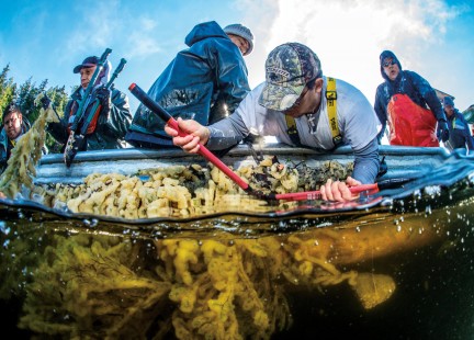 MONTE Summer 15: Herring Spawn on Kelp