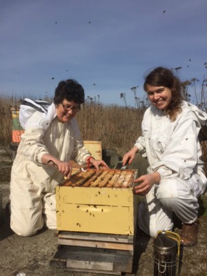 MONTE Blog: Hives for Humanity