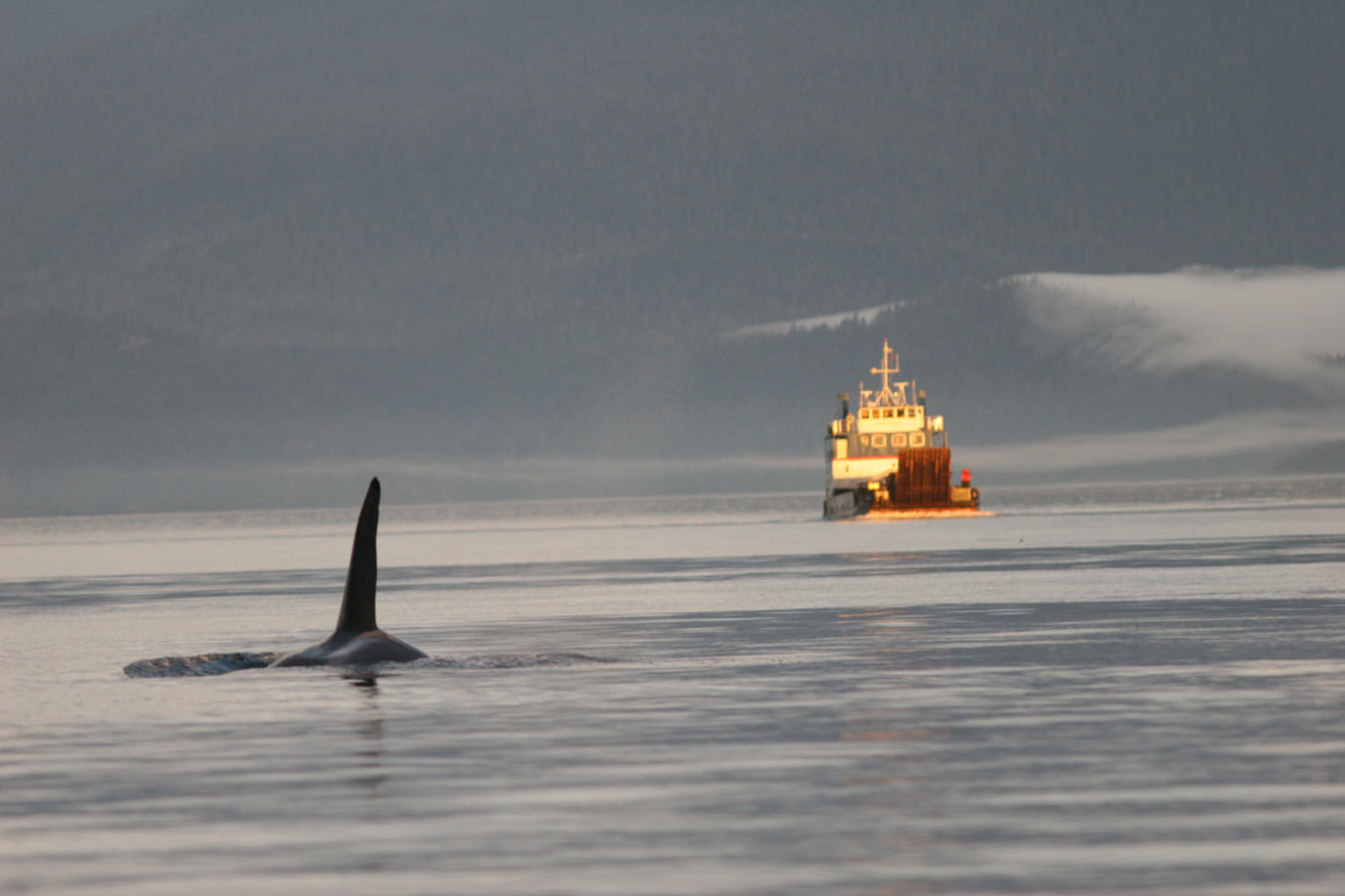 Marine Conservation in British Columbia | MONTECRISTO