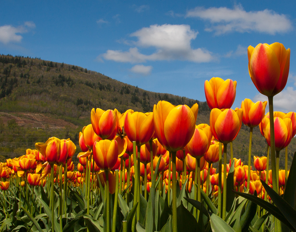 Abbotsford Tulip Festival MONTECRISTO