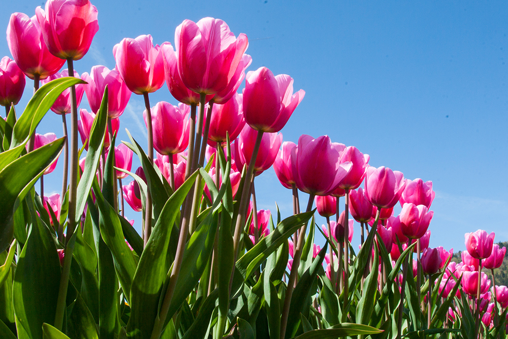 Tulips – Prairie in Bloom