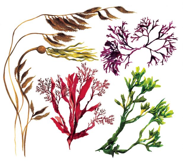 seaweed skin care