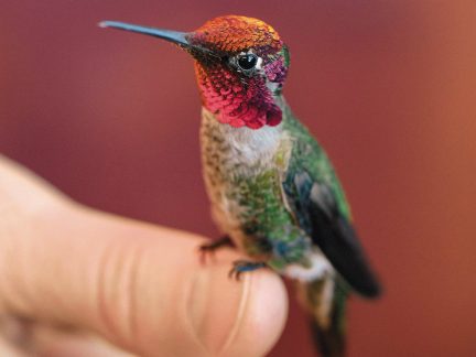 Hummingbird Research at UBC