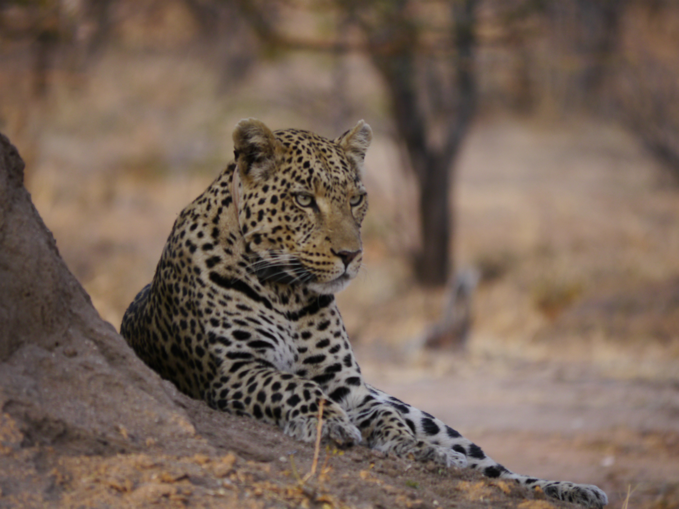 An AfriCat leopard poses against a termite mound