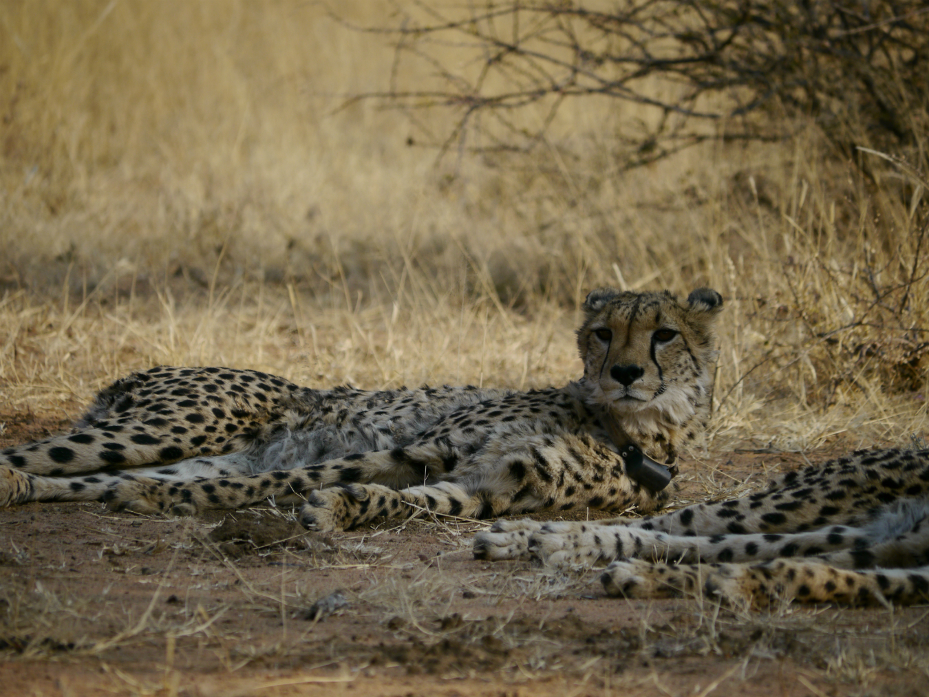 resting-after-their-sprint