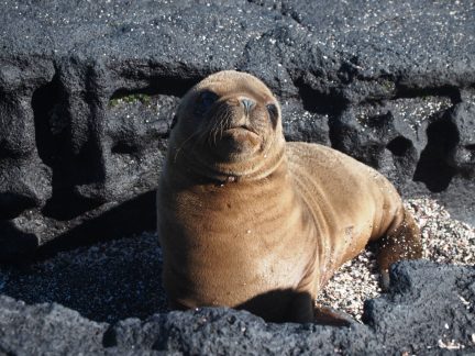 Galapagos Islands Animals