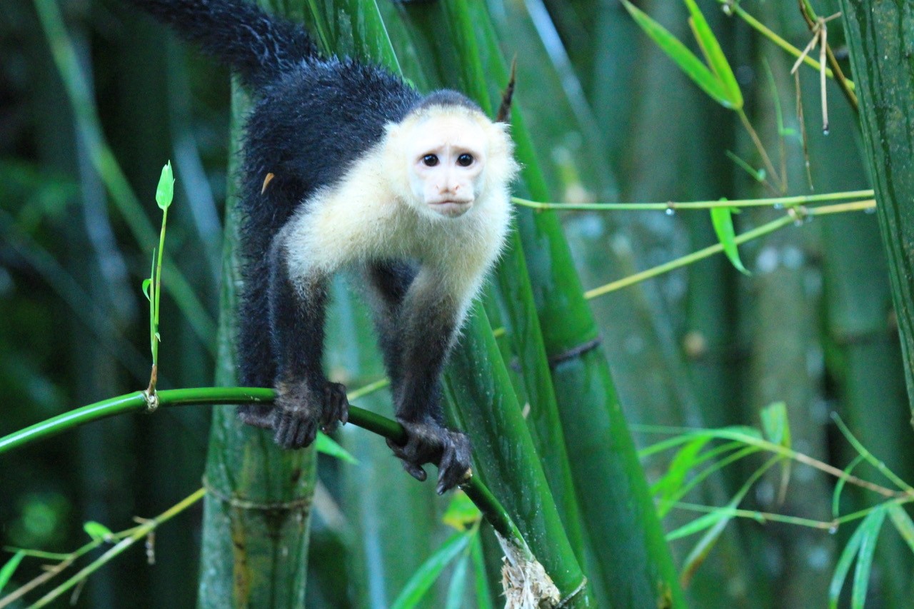 Costa Rica’s Osa Peninsula