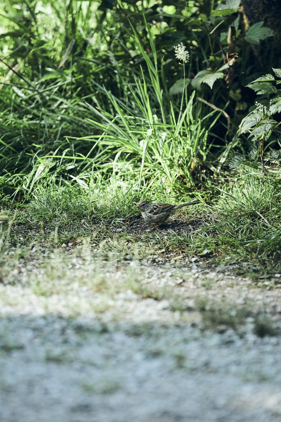 birdwatching in the lower mainland