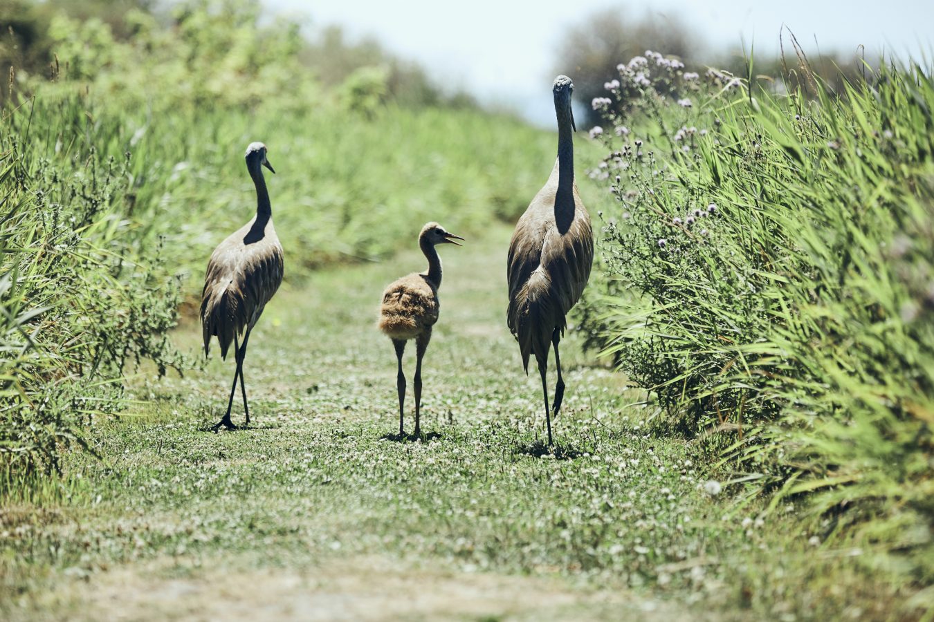 Sandhill Cranes