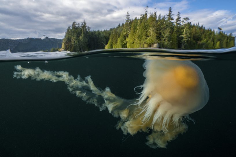 SeaLegacy