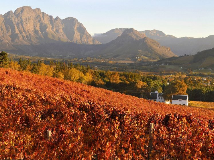 South Africa's Cape Winelands
