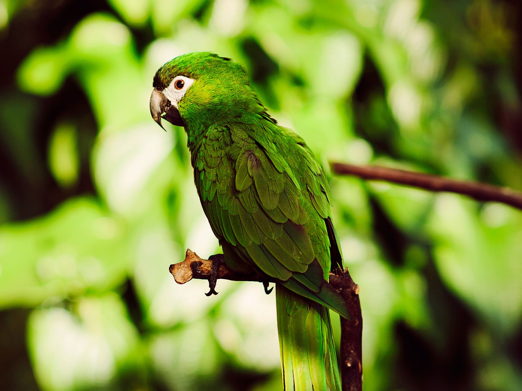 Bloedel Conservatory