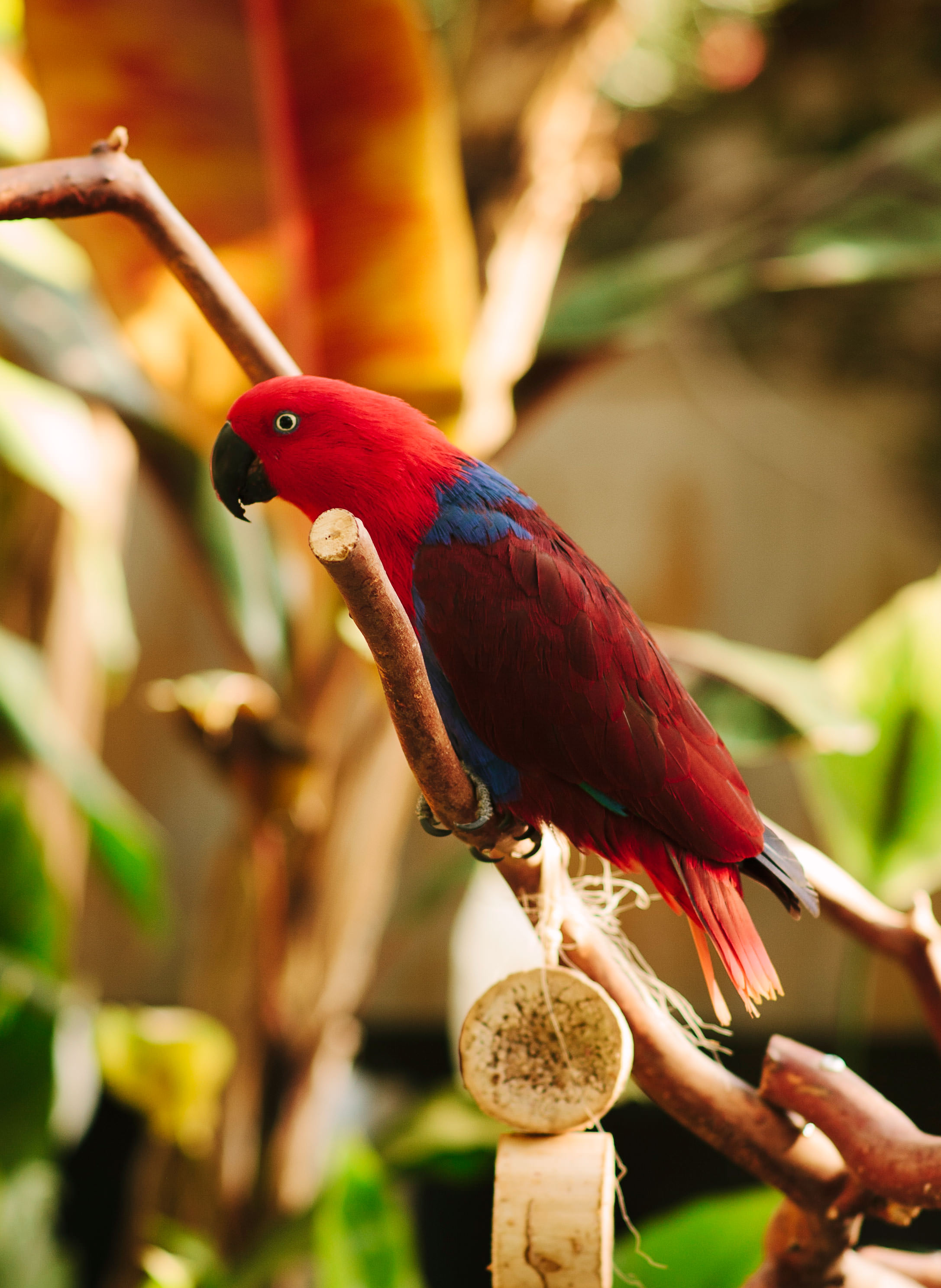 Bloedel Conservatory