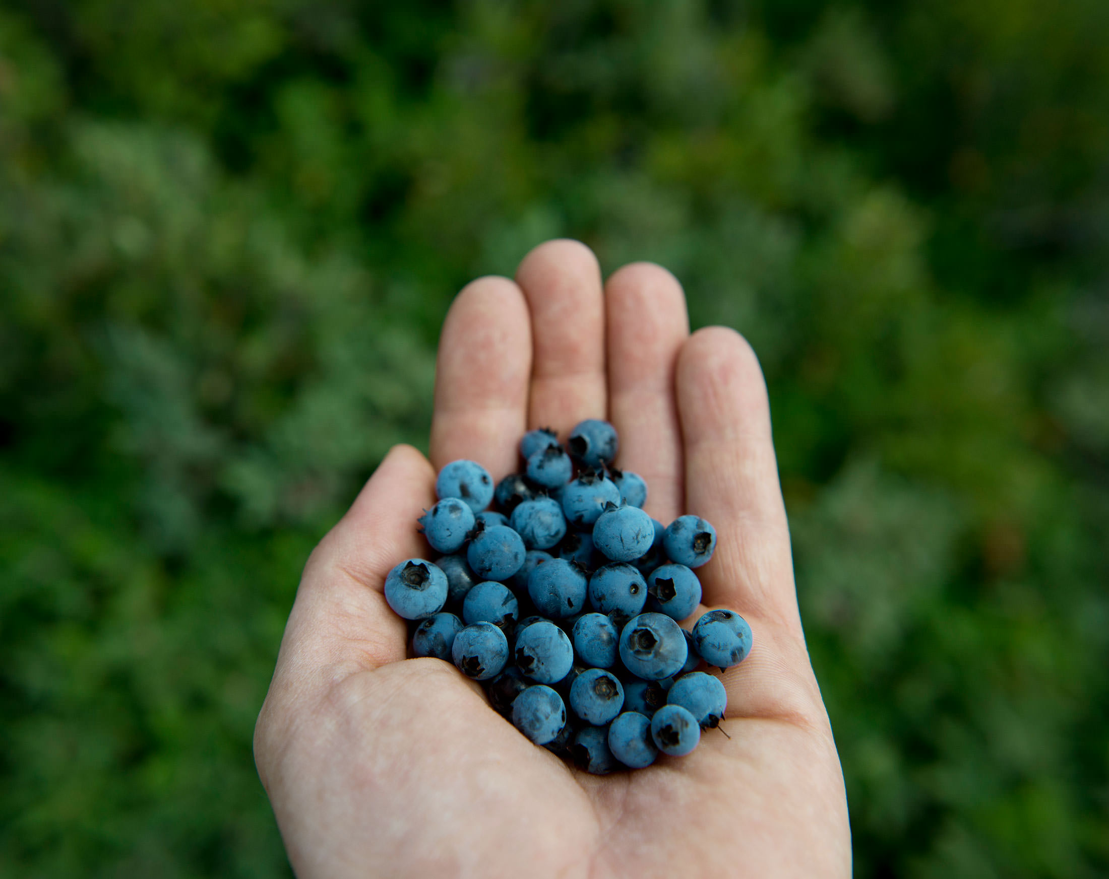 Foraging the Berry Grounds On Newfoundland’s Remote Fogo Island