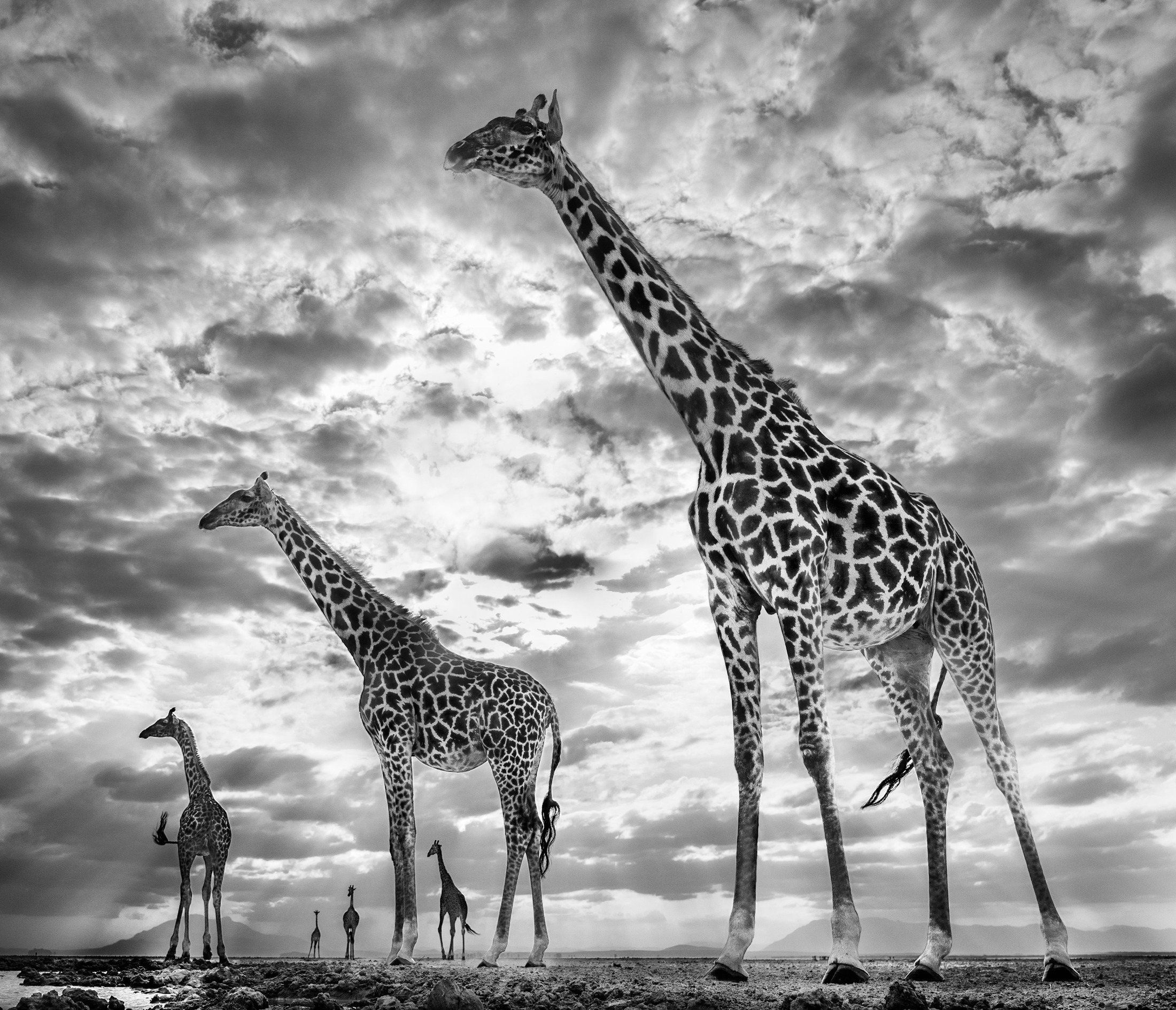 Keeping Up With the Crouches, 2019. Photography by David Yarrow. (Courtesy of Chali-Rosso Art Gallery)