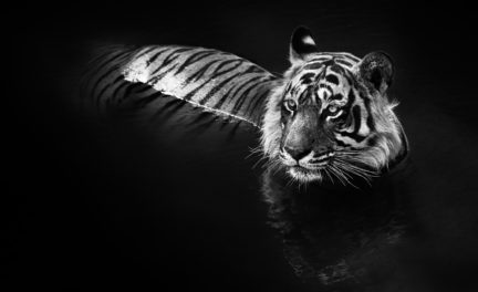 The Killer, 2013. Photography by David Yarrow. (Courtesy of Chali-Rosso Art Gallery)