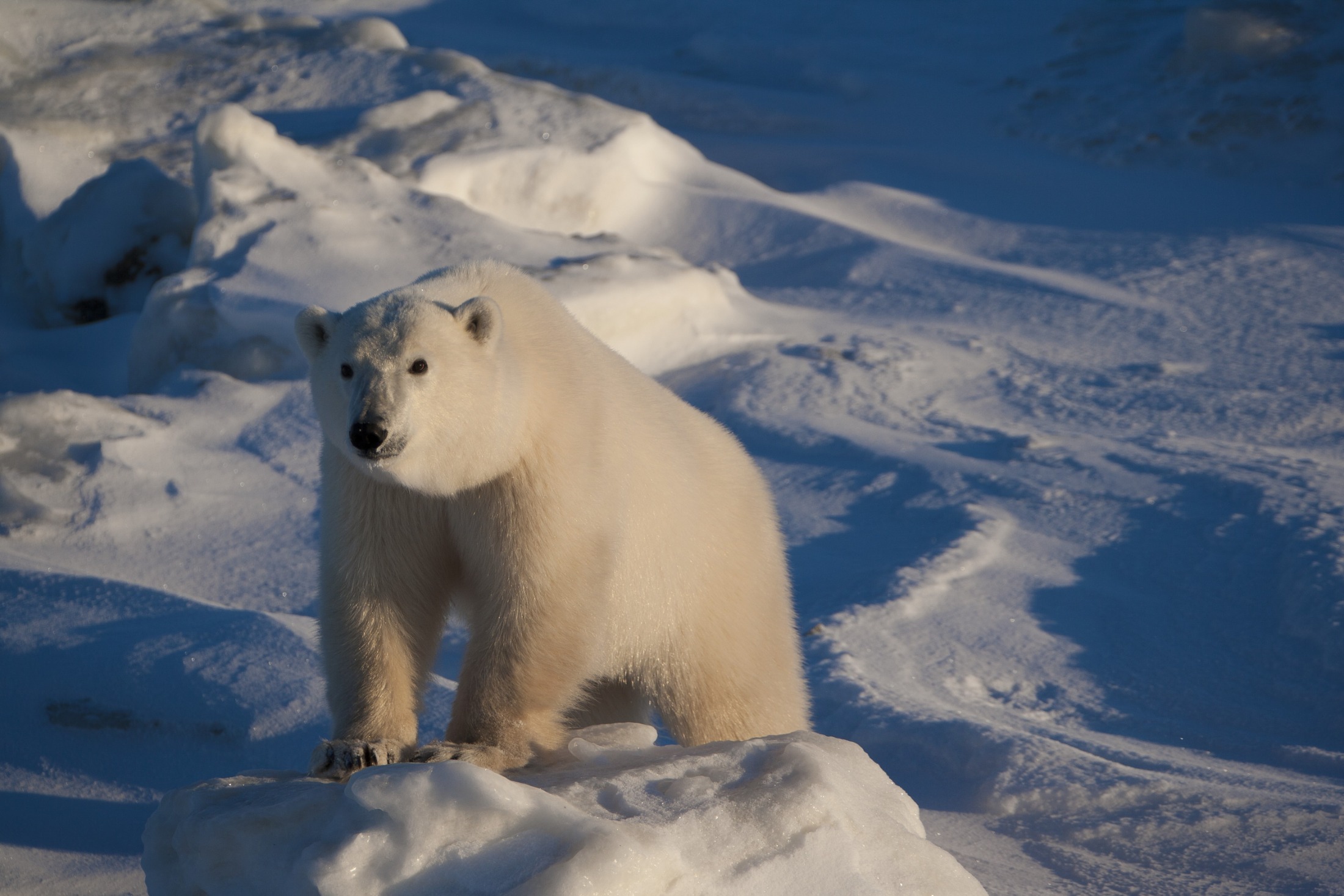 Polar Bear Churchill Manitoba