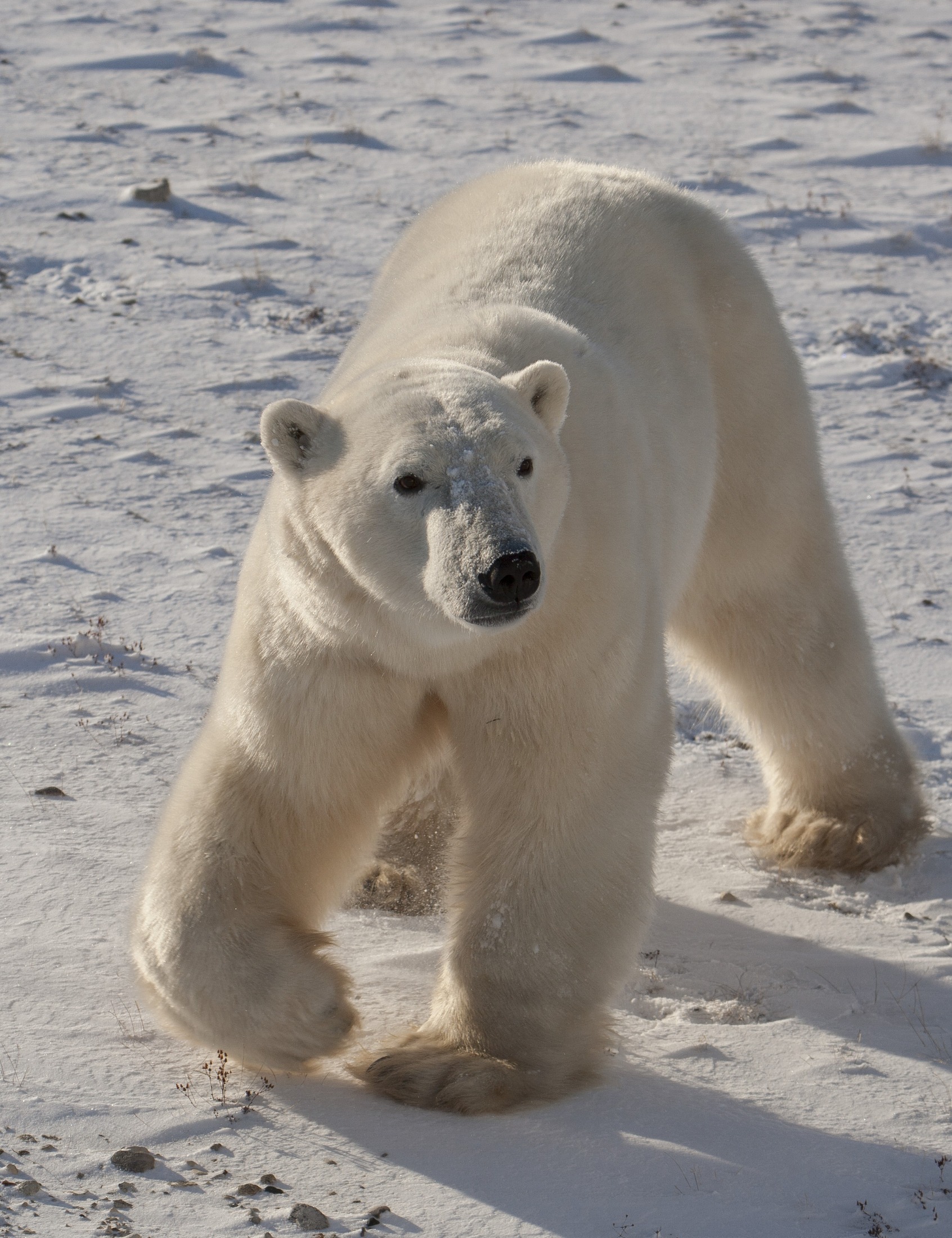 Polar Bears Churchill Manitoba