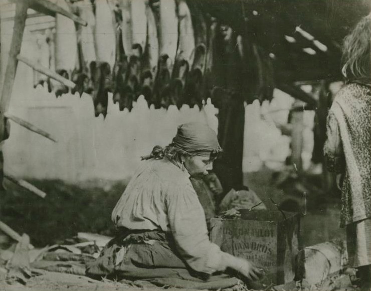 A woman drying salmon (image PN6103). Courtesy of the Royal BC Museum.