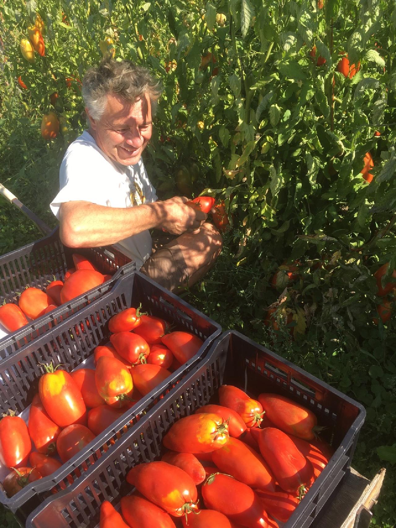 How an Uncompromising Way With Heirloom Tomatoes Built a Kelowna Farmer a  Cult Following