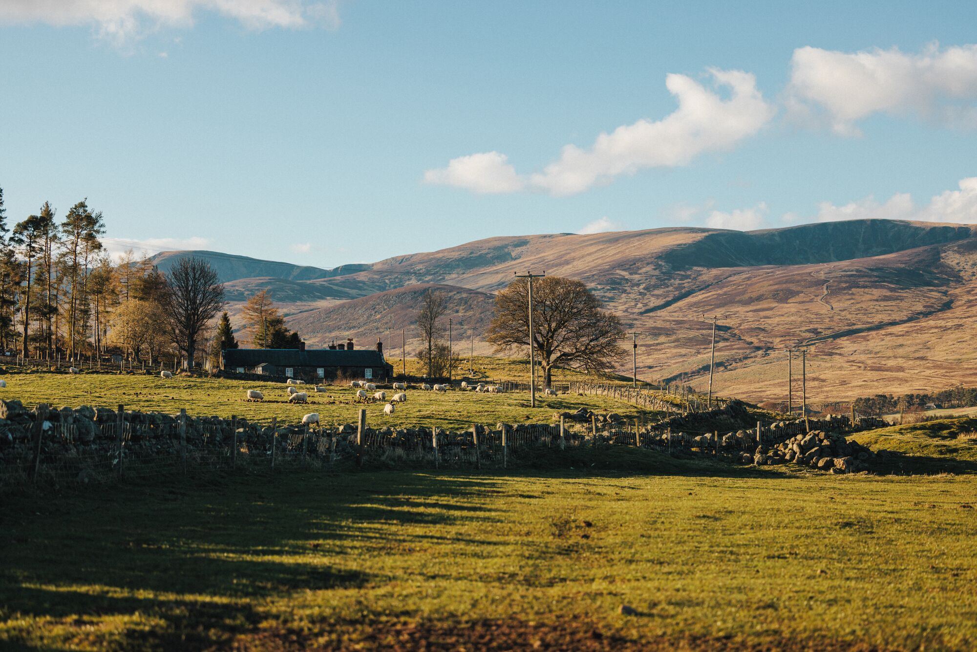 Fields of sheep and a farm building in Scotland.