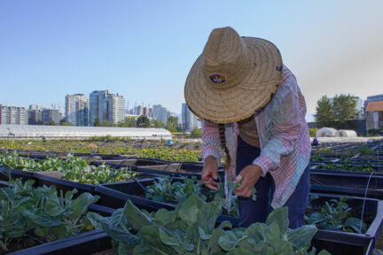 A farmer tends to crops at Sole Food in Vancouver.