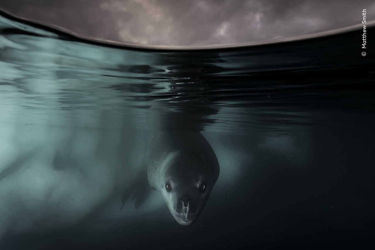 A seal facing the camera underwater - Wildlife Photographer of the Year