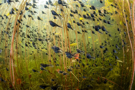 Tadpoles swimming through green water, shot from below - Wildlife Photographer of the Year