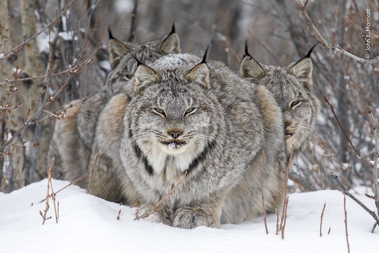 Three lynxes in the snow - Wildlife Photographer of the Year