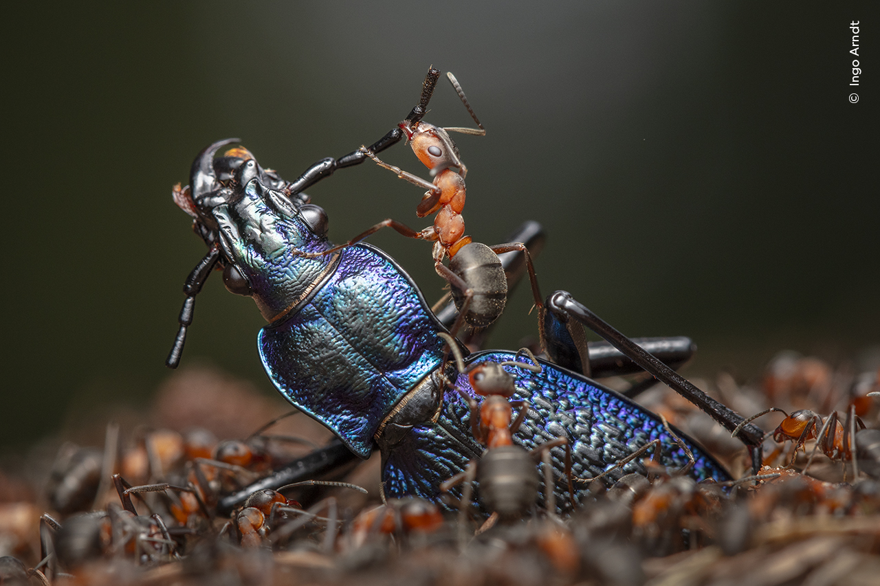 A close-up of red ants swarming a beetle - Wildlife Photographer of the Year