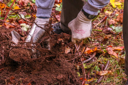 A volunteer, shot below the knees, removing blackberry roots in Stanley Park as part of an effort to remove invasive plants.