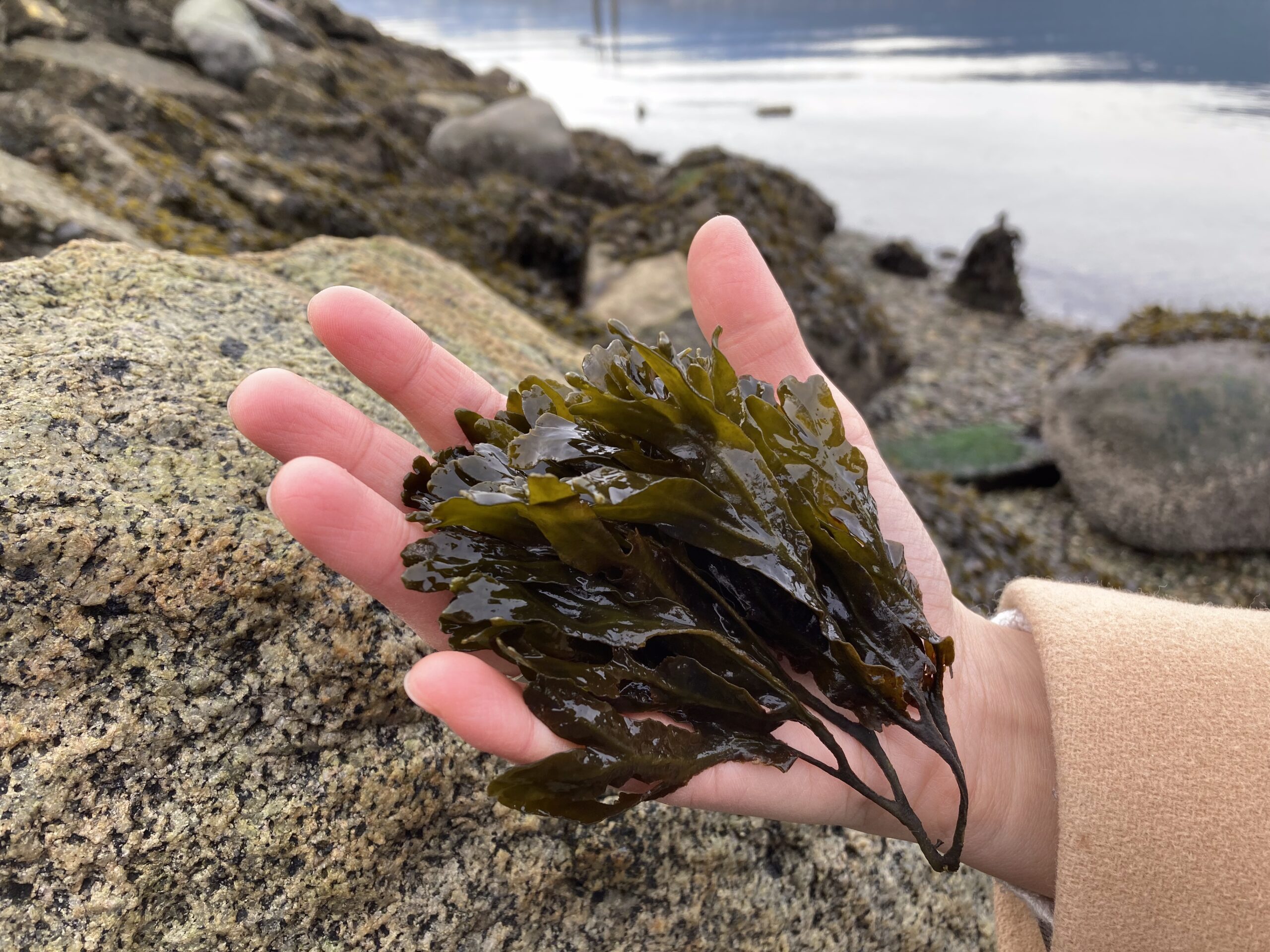 A hand holds a bunch of seaweed