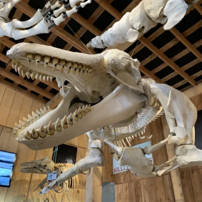 Whale skeleton exhibited at the Whale Interpretive Centre.