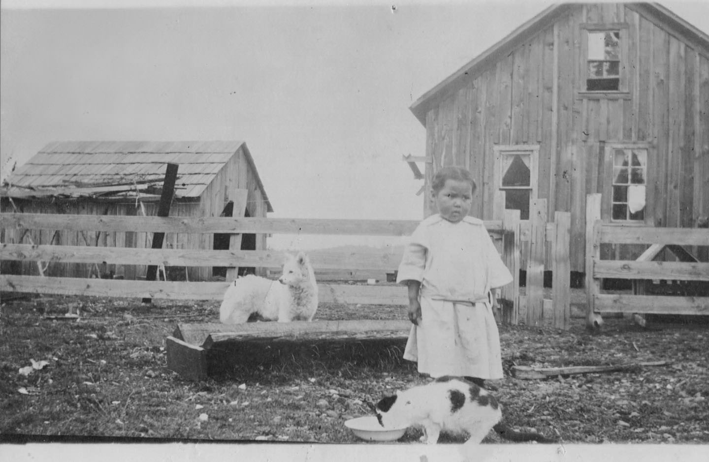 Black and white archival photo of a little girl with a cat and possible mutton on a farm.