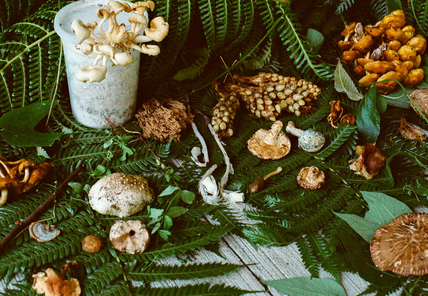 Various types pf mushrooms laid out on leaves.