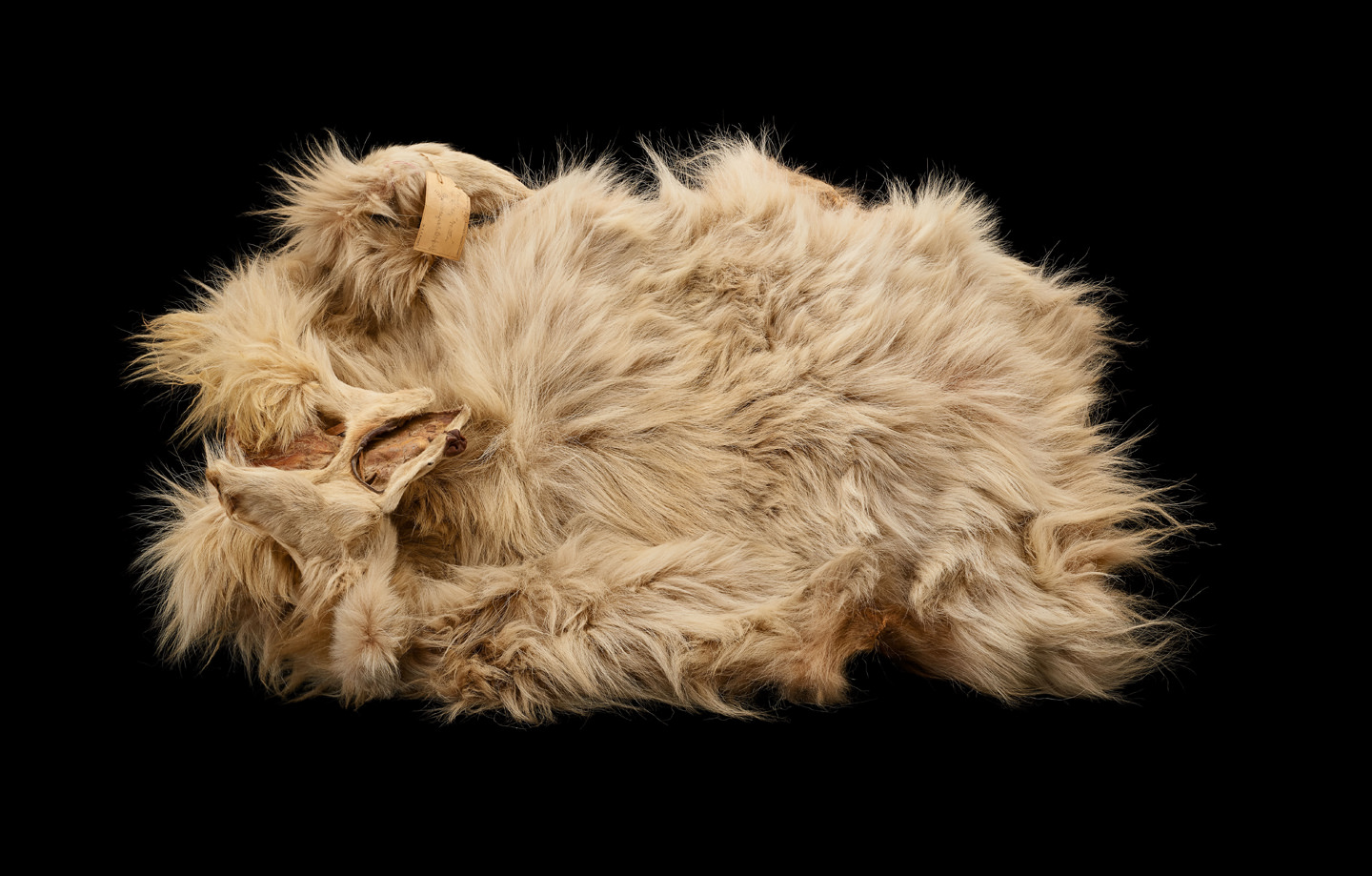 A wooly dog (Mutton) pelt.