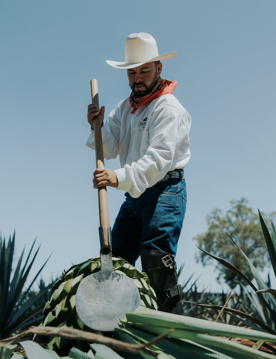 A jimador in his full uniform and cowboy hat cuts the leaves off of an agave plant.