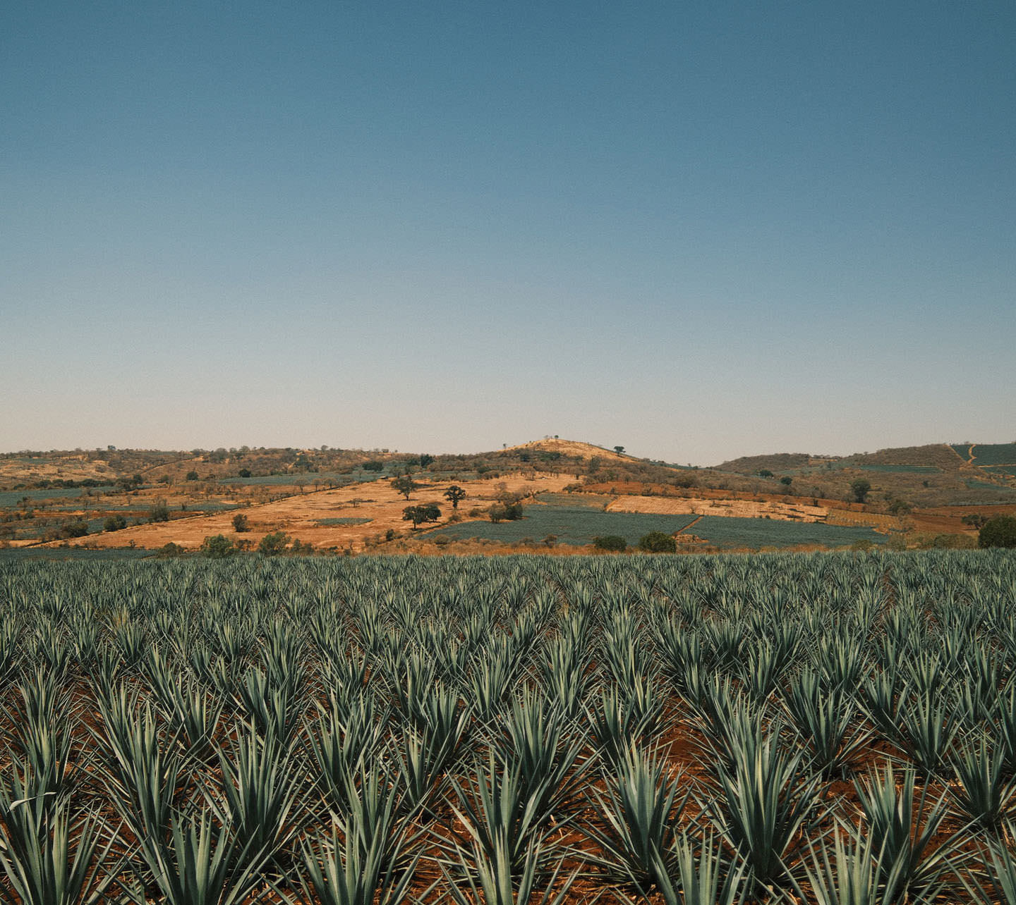 A field of agave in Jalisco, Mexico.