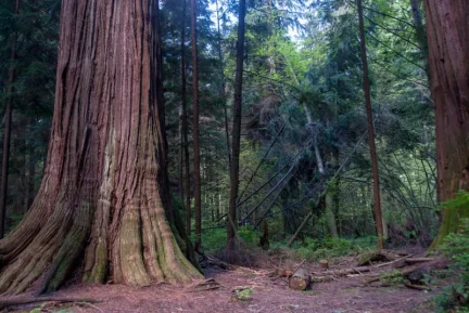 Large trees in Stanley Park.