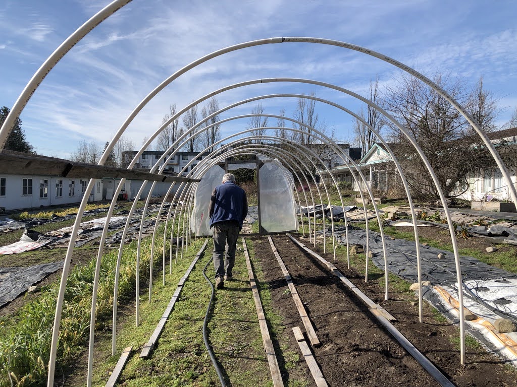 A man walks with his back to the camera along rows of agriculture as part of local food production in the city.