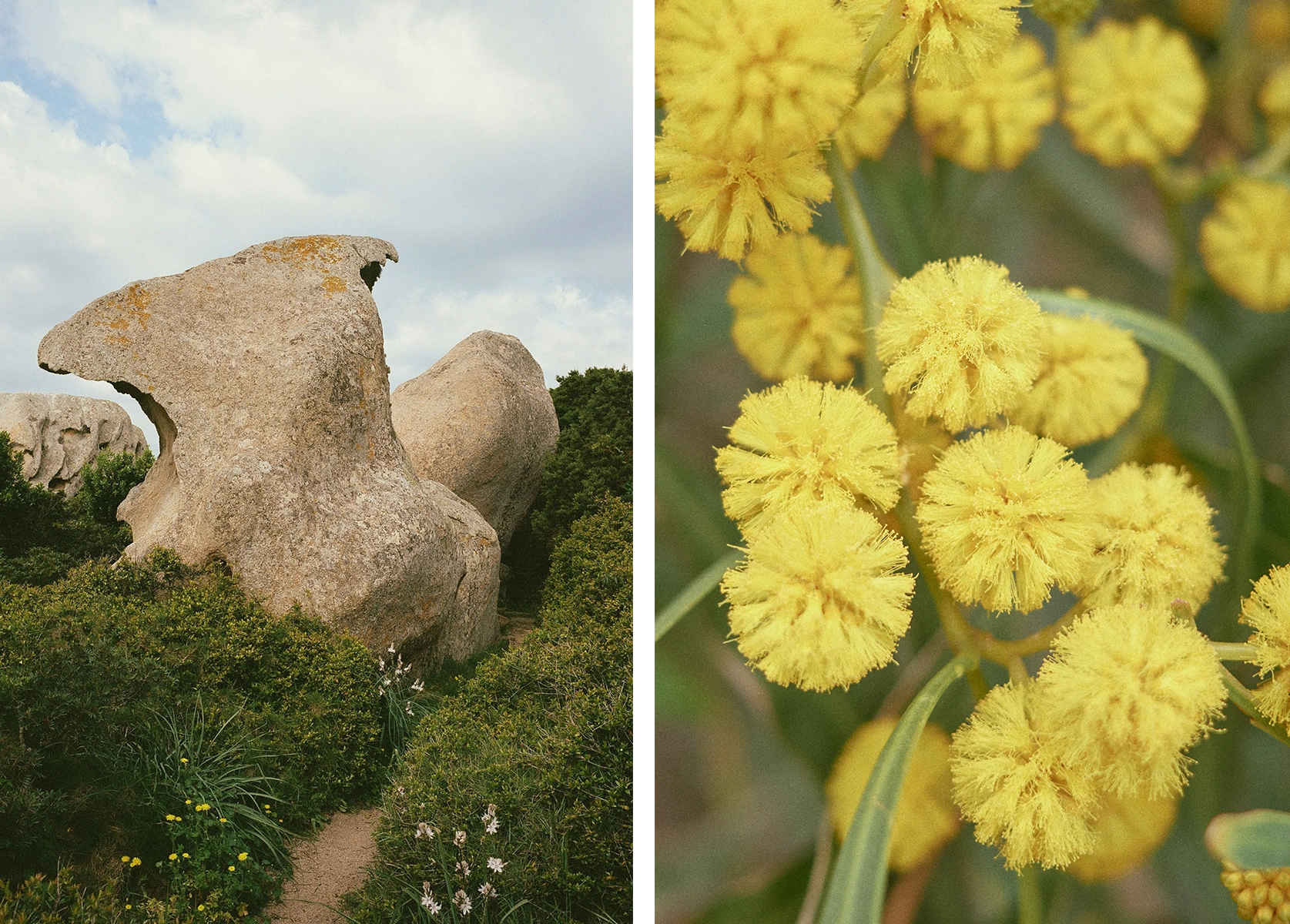 Two photos in Sardinia: on the left is a large stone. On the right are yellow flowers.