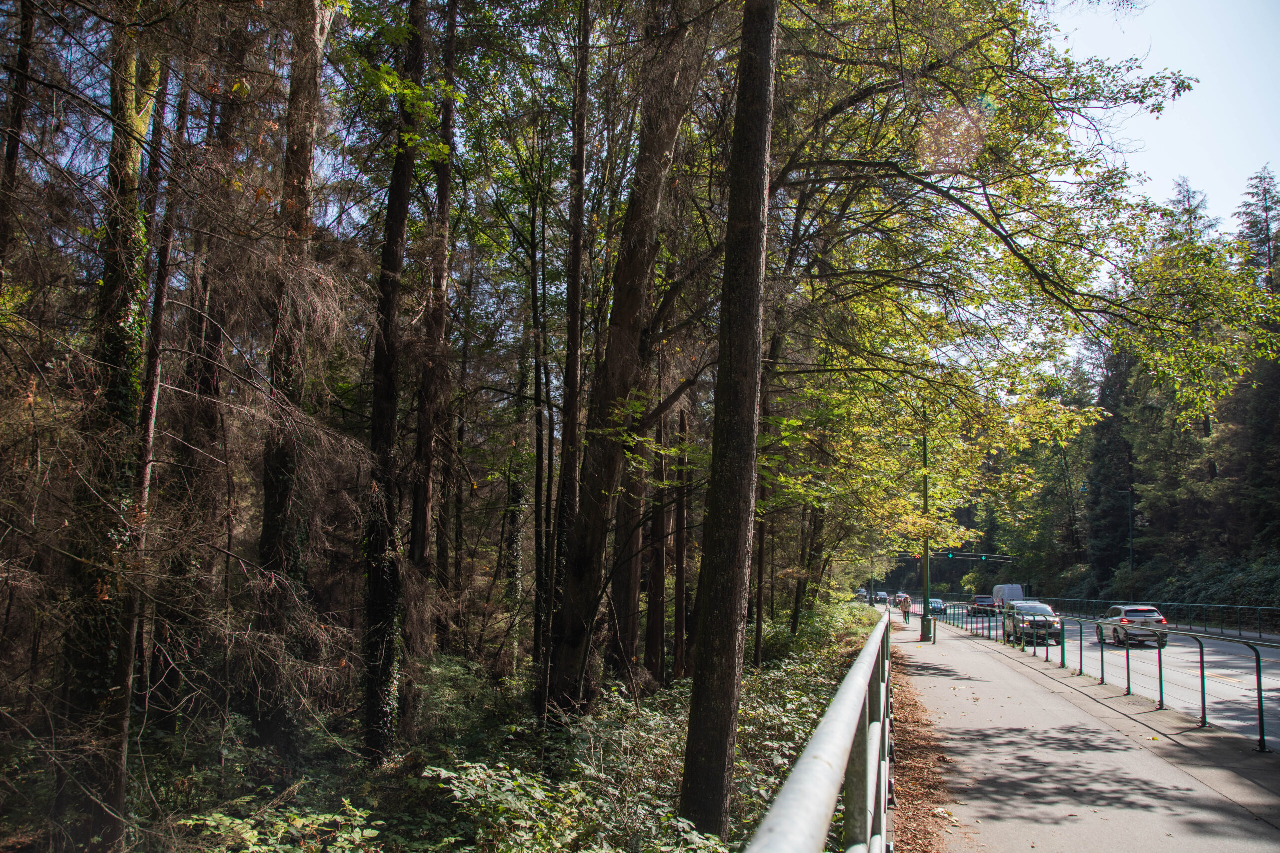 Cars on the road alongside Stanley Park.