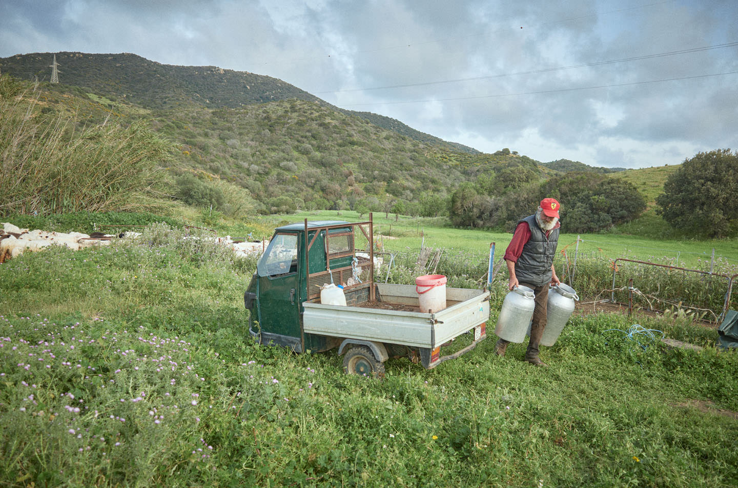 A man in Sardinia carries milk jugs off of a truck in a field.