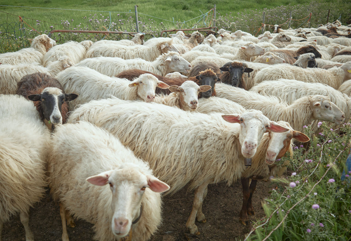 A flock of sheep.