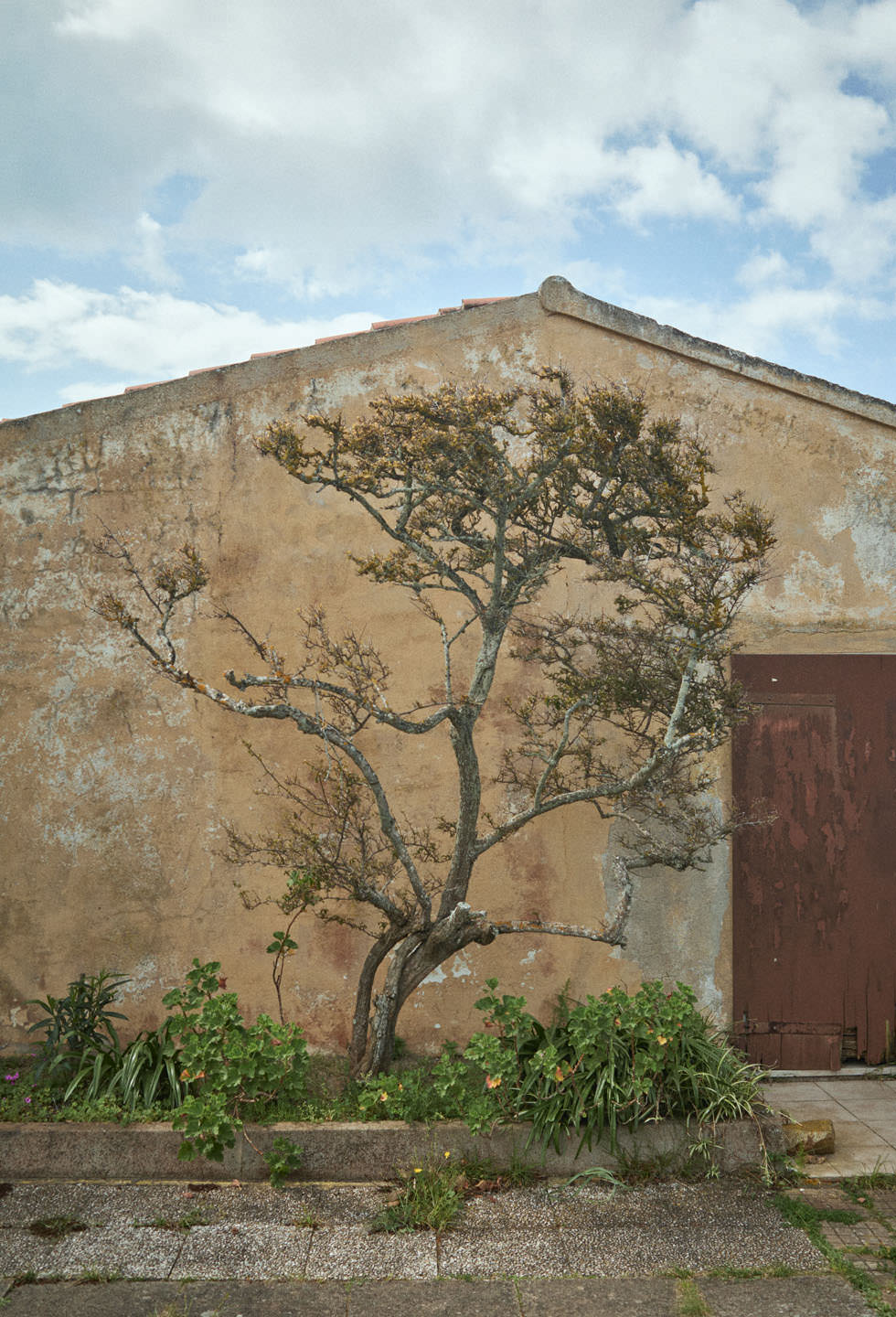A tree grows in front of a discoloured wall outdoors.